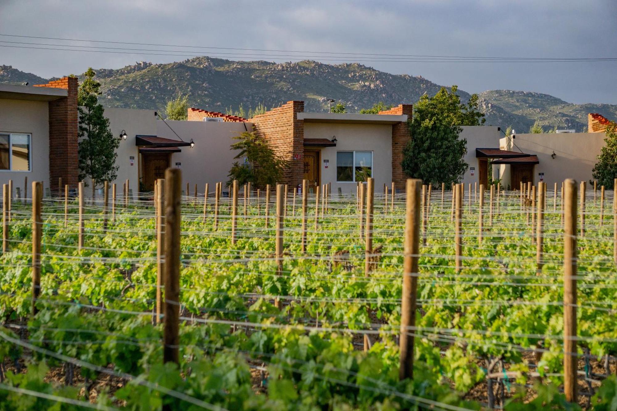 Ojo Azul Resort Valle de Guadalupe Ngoại thất bức ảnh