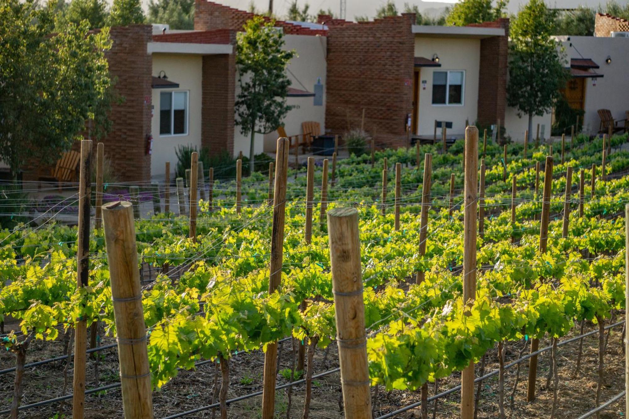 Ojo Azul Resort Valle de Guadalupe Ngoại thất bức ảnh
