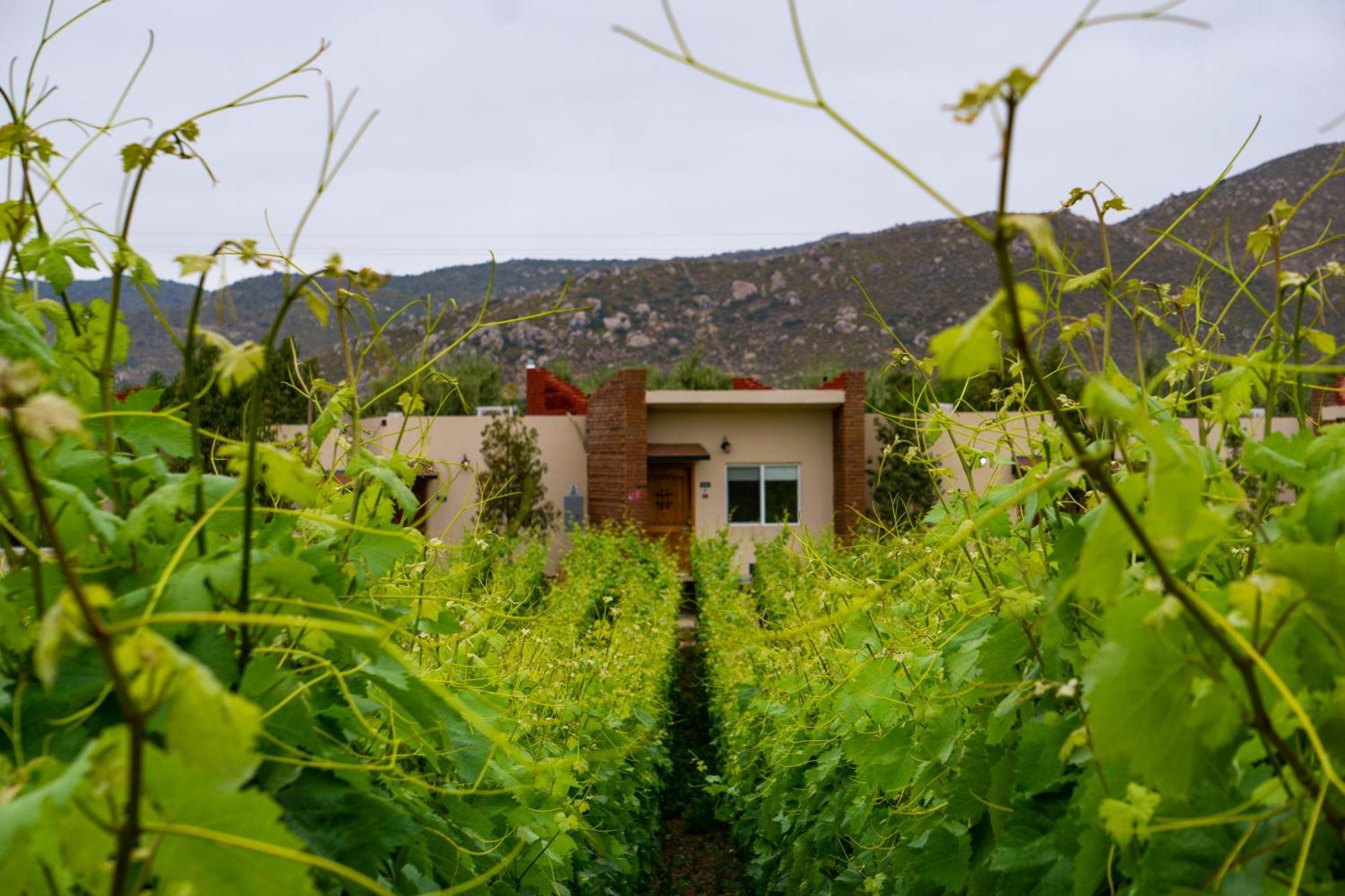 Ojo Azul Resort Valle de Guadalupe Ngoại thất bức ảnh