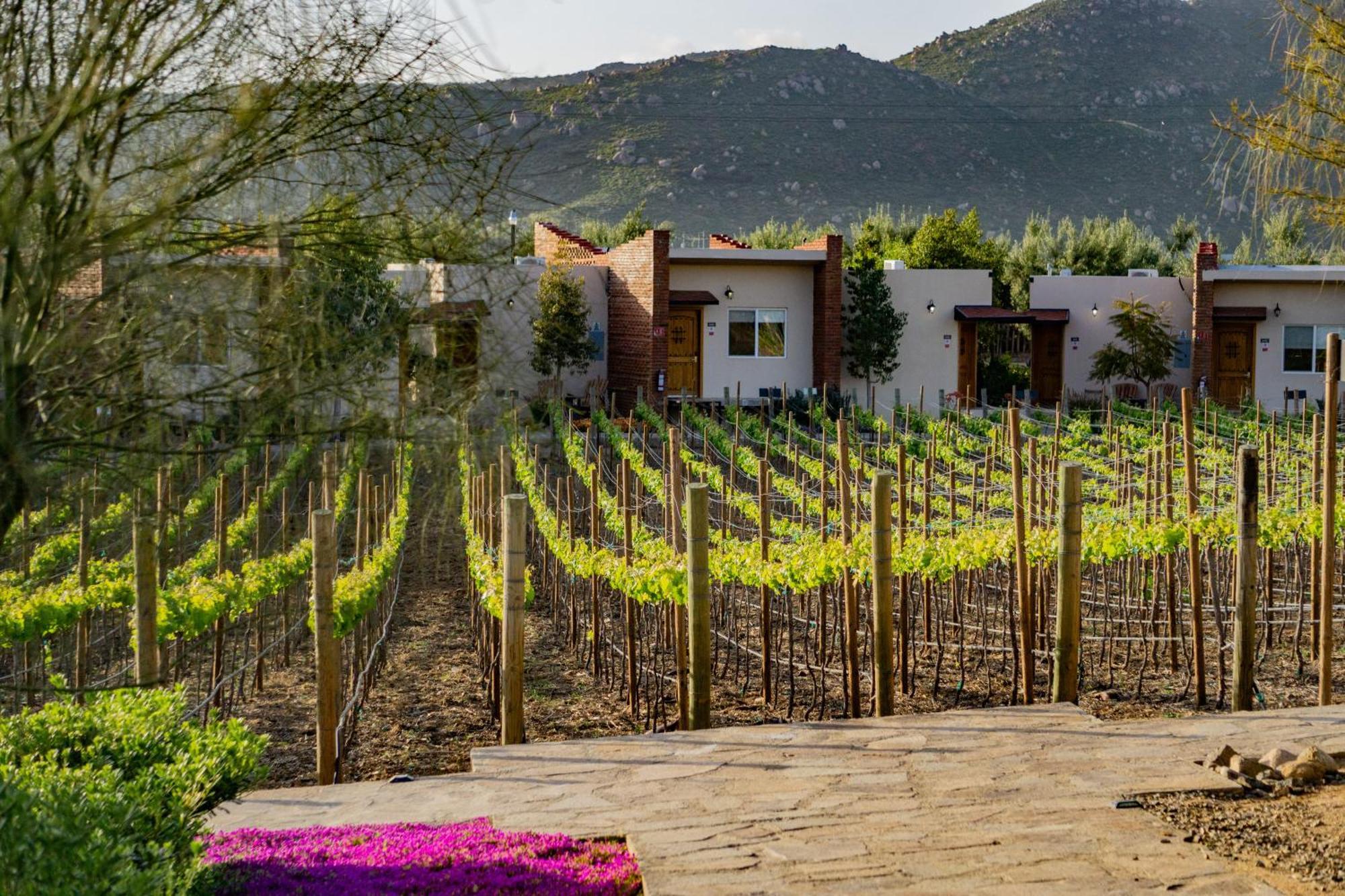 Ojo Azul Resort Valle de Guadalupe Ngoại thất bức ảnh